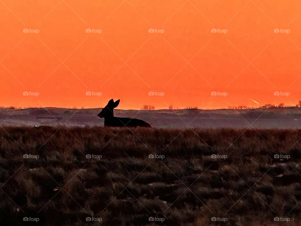 DEER SILHOUETTE IN THE SUNSET