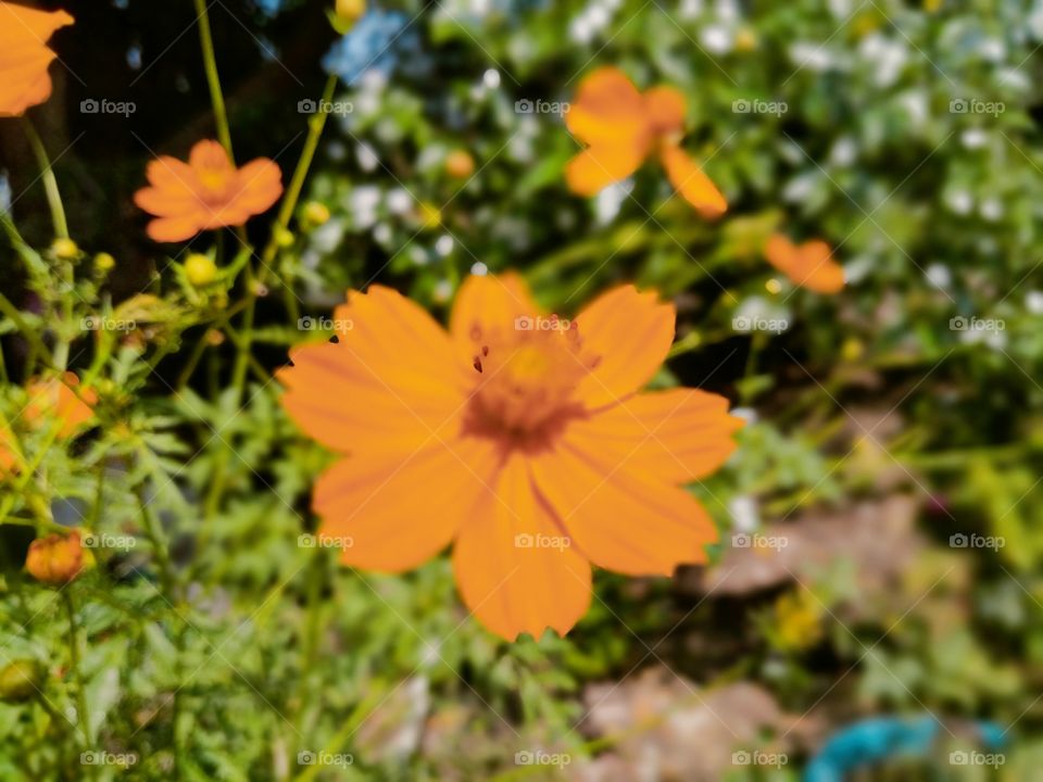 Cosmos sulphureus is a species of flowering plant in the sunflower family Asteraceae, also known as sulfur cosmos and yellow cosmos.