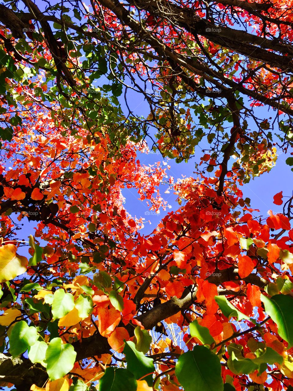 Fall Colors in Sonoma, CA