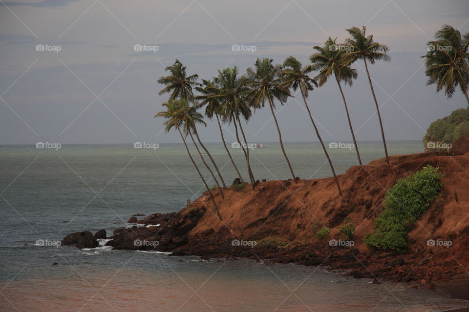 A beautiful beach with coconut trees