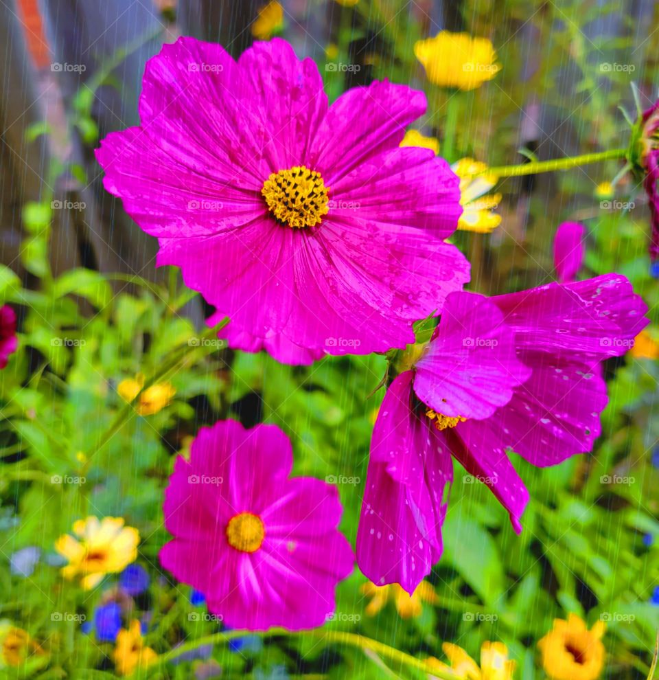 Oregon showers on Cosmo wildflower garden