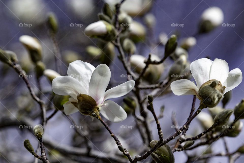 Dainty delicate; elegant in form or manner; fine; delicately beautiful, pretty or charming. Darling cherished; dear. Dazzling brilliant; splendid; extremely bright, impressive, skillful or beautiful; astounding; shining.