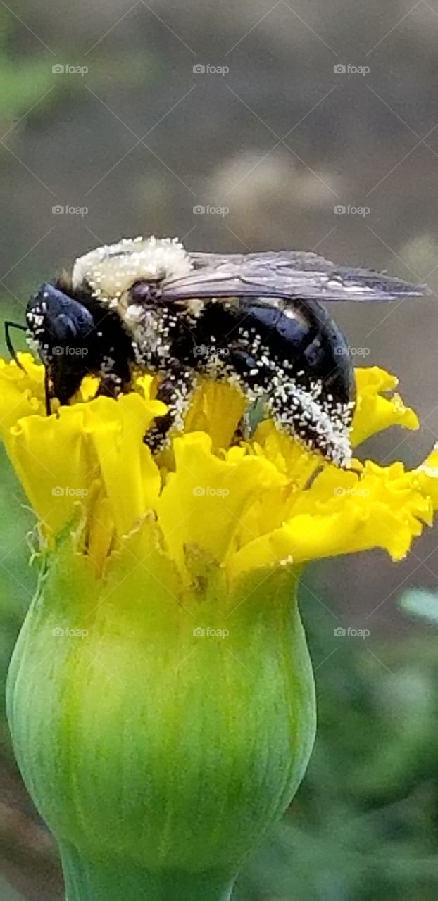 pollen on bumblebee