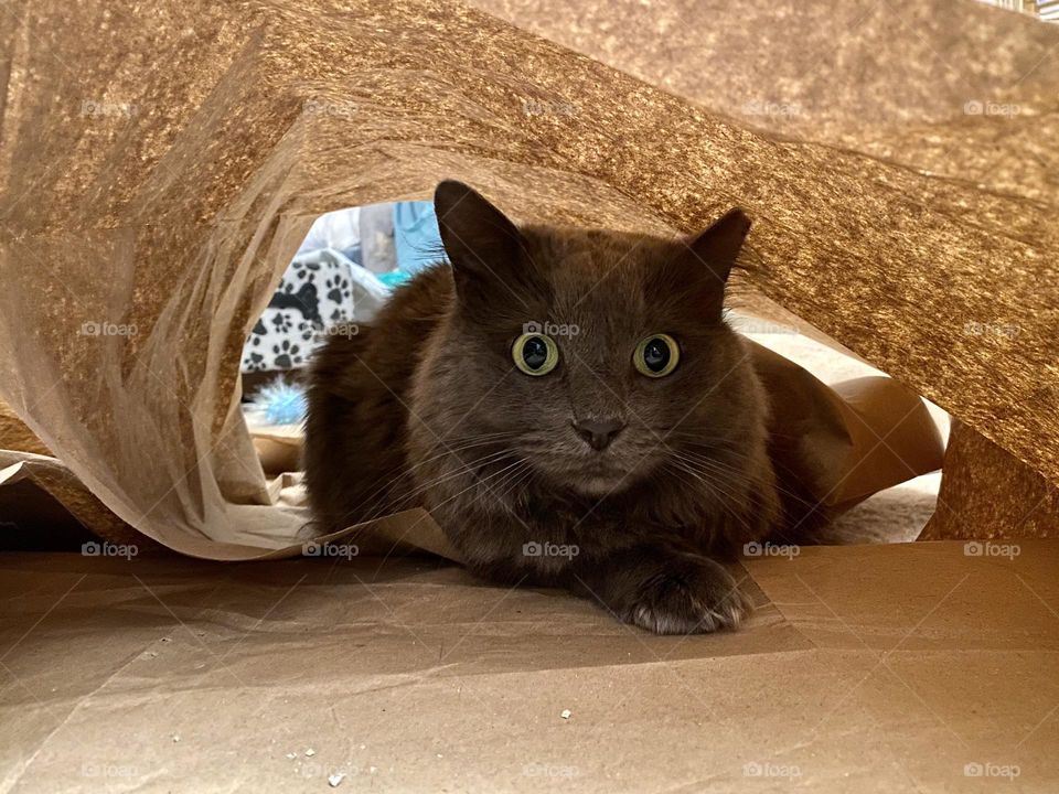 A fluffy gray cat hiding in a brown paper fort