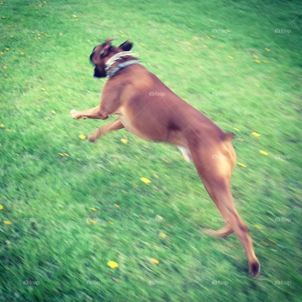 A Boxer on the Run. A snap of my boxer, Rory, running through a local park. 