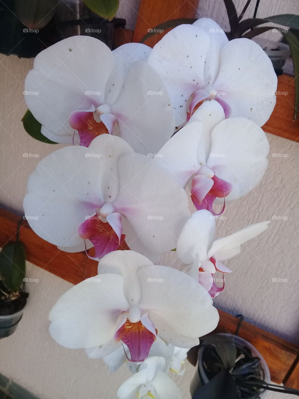 #Orquídeas muito bonitas embelezando nosso ambiente. A #natureza, sem dúvida, é muito bela.