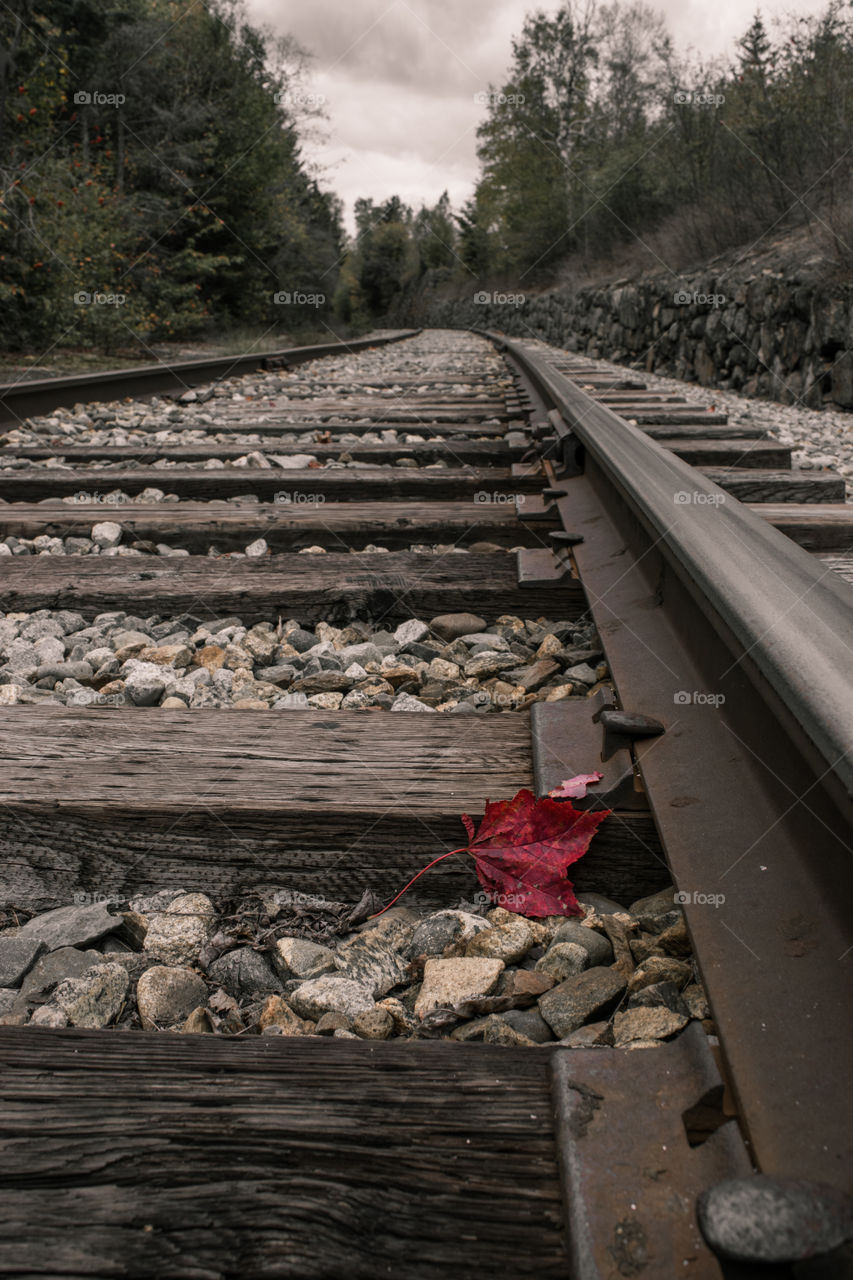 During fall in New England you can find colorful leaves in many places. This one landed on some near by railroad tracks