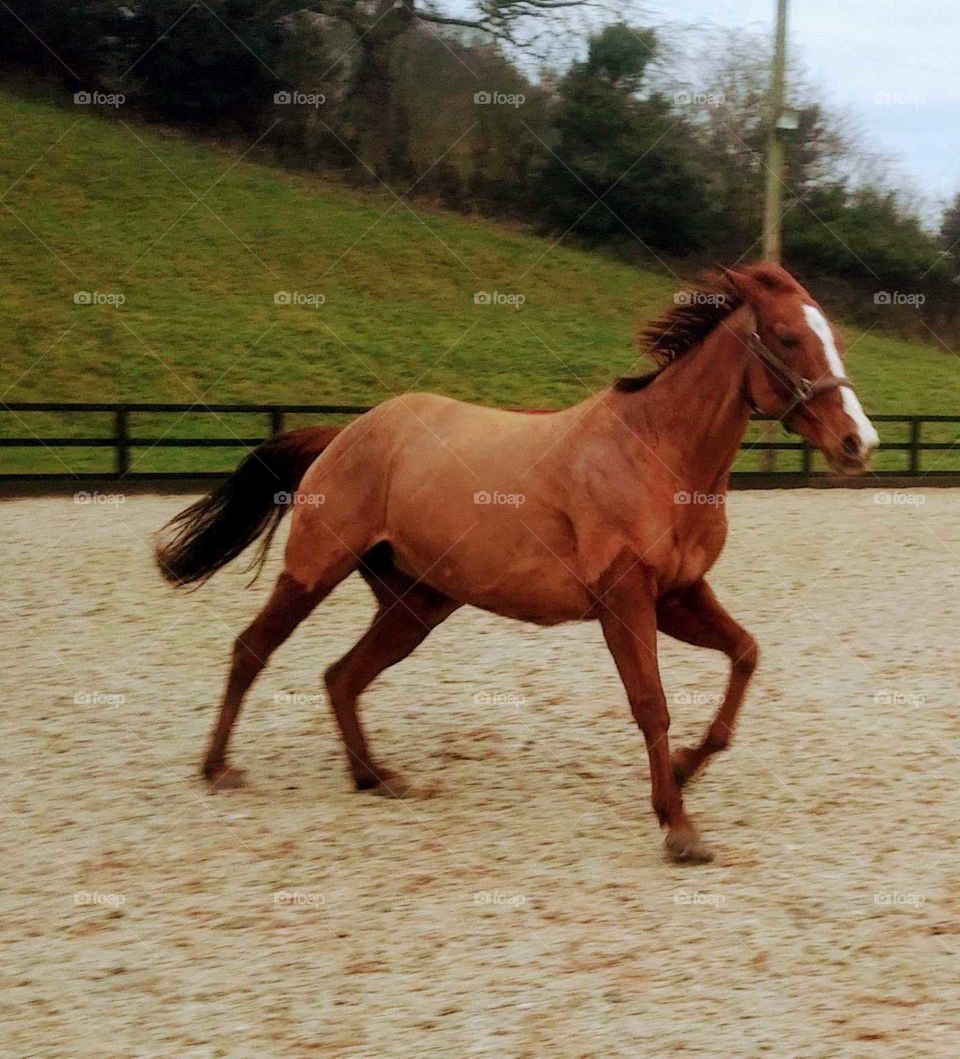 Retired racehorse.  Beautiful sassy chestnut mare. Loving life. And running free.....