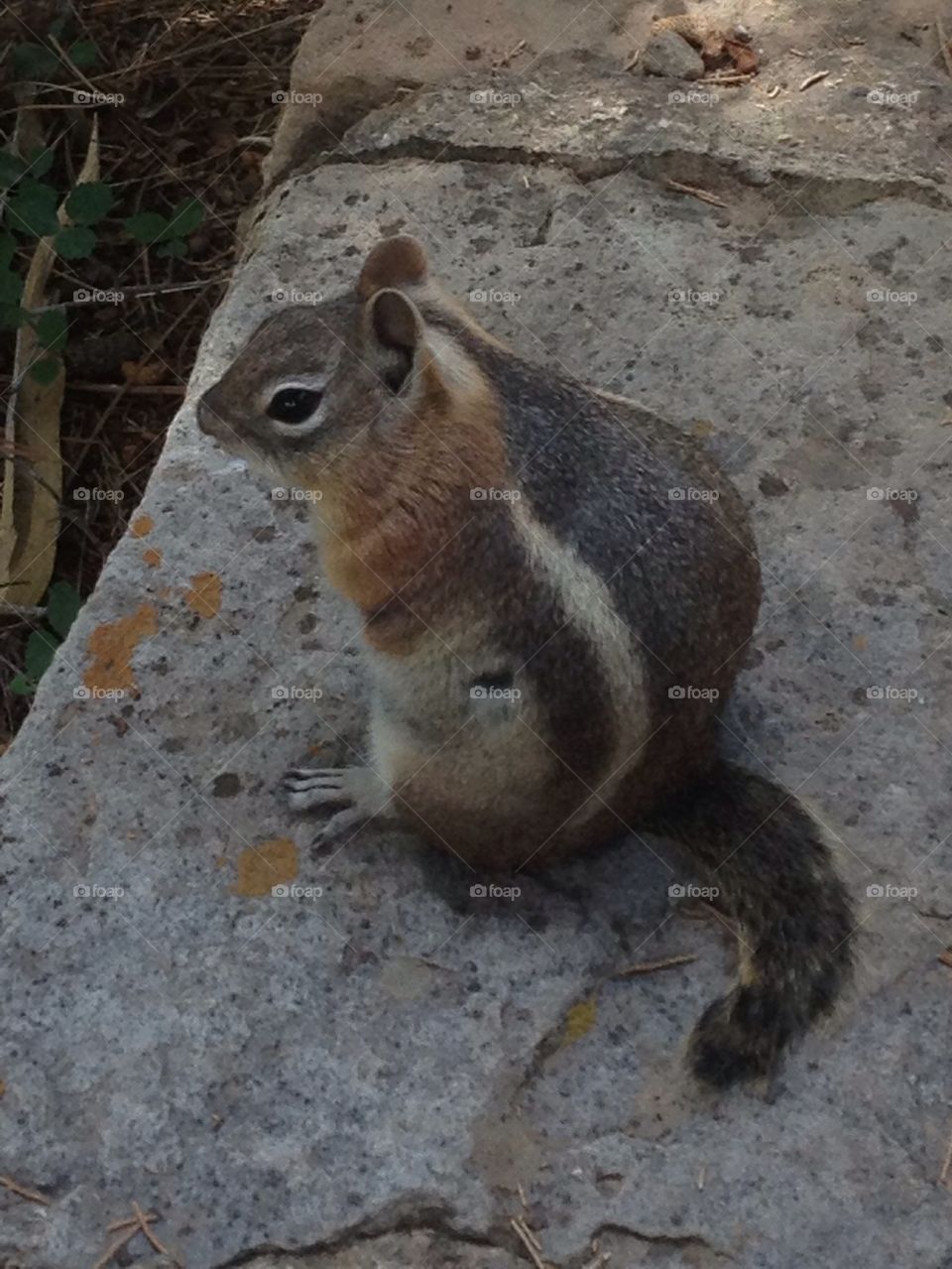 Chipmunk