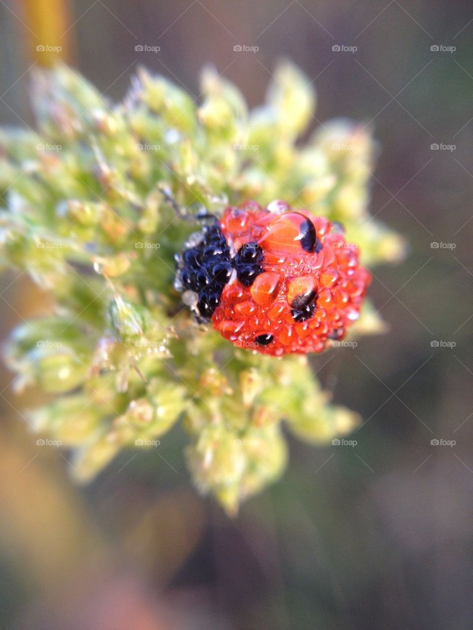 Ladybug