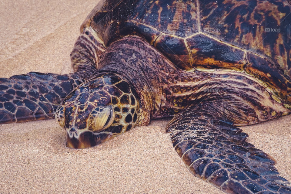 Wild sea turtle being a lazy beach bum in Oahu, Hawaii