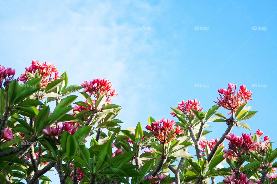 Pink flowers blooming in garden with blue sky background 