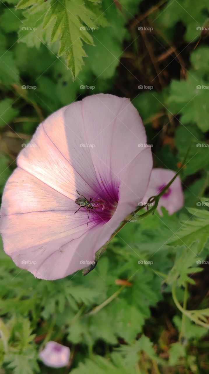Chrysanthia viridissima on Convolvulus althaeoides.