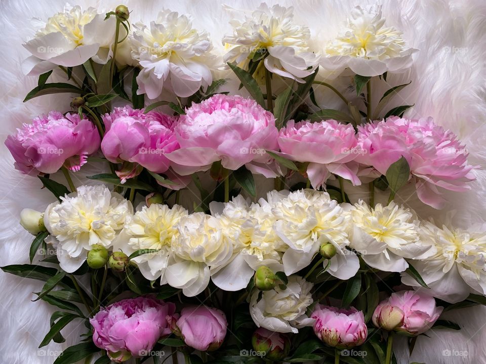 Peonies