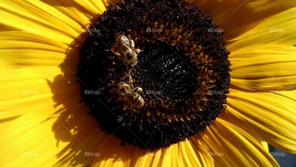 Bees pollinating on sunflower