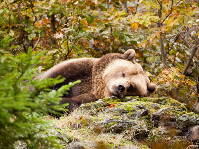 Sleeping bear 🐻