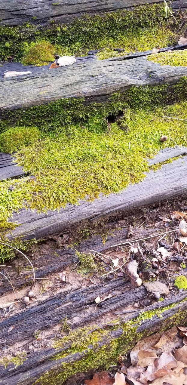 moss on wood steps