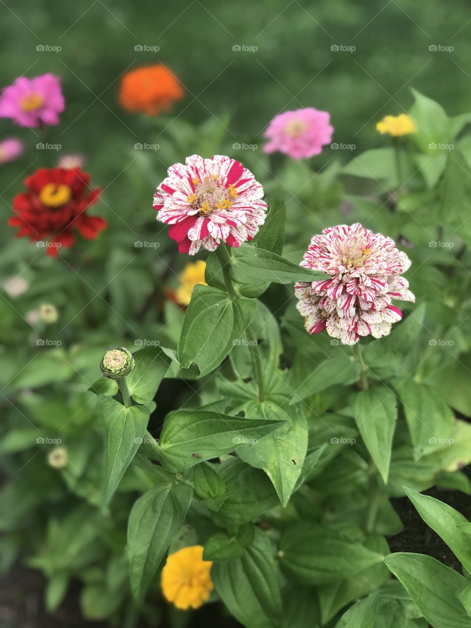 Gorgeous blooms on striped peppermint zinnias! 