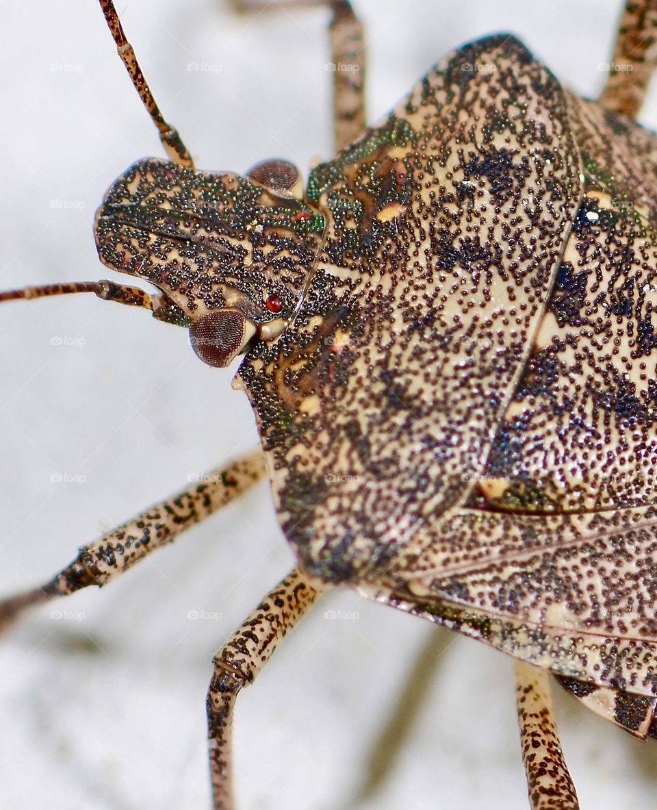 Stink Bug closeup 