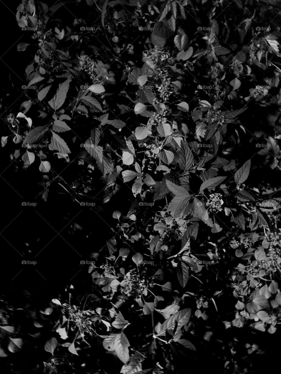 this vacation has made me a night crawler, moving about at night looking for captivating things to capture. this is beautiful though.