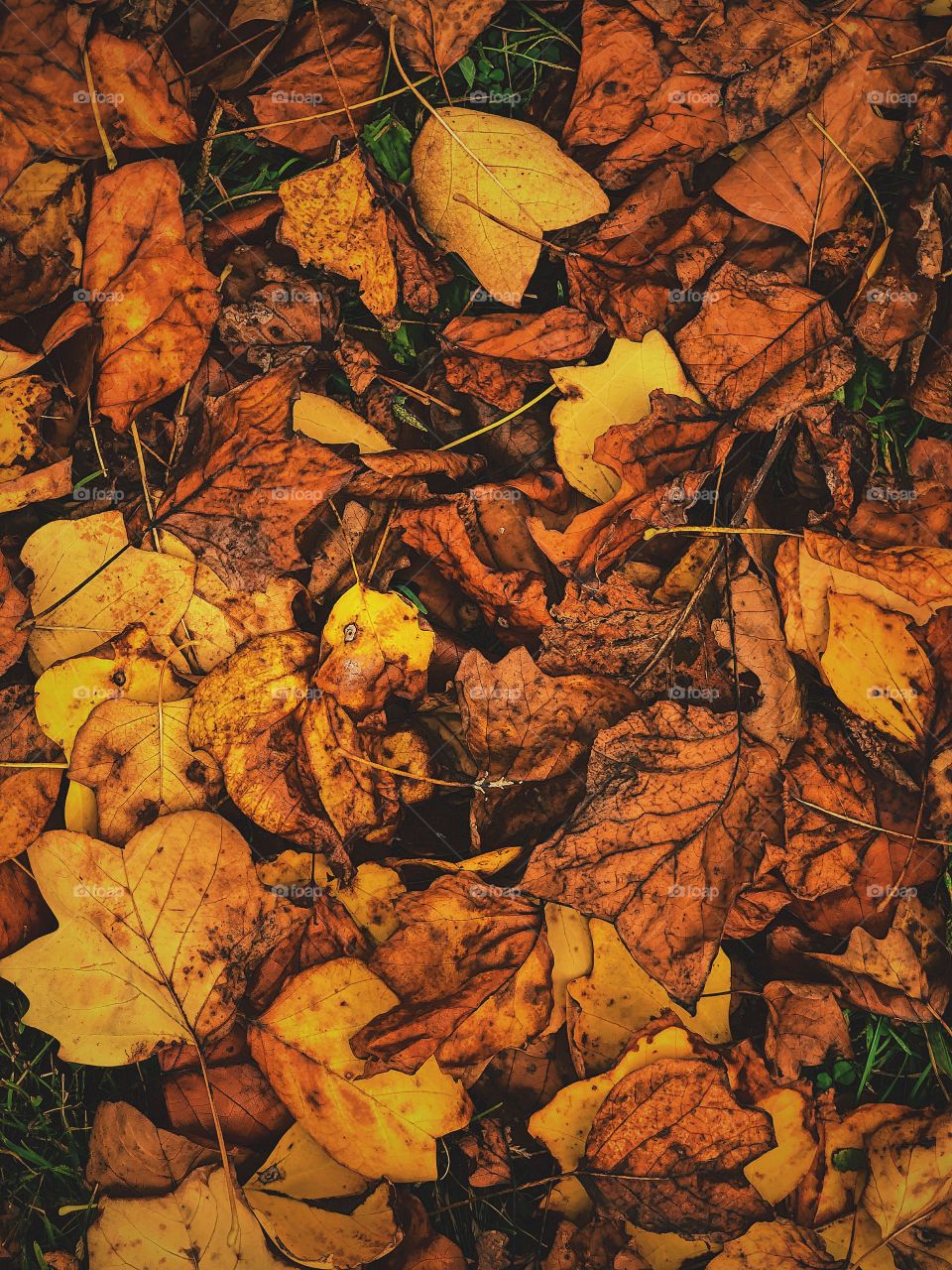 Fallen Leaves On The Ground, Fallen Leaves In The Forest, Colorful Leaves On The Ground, Details In The Leaves, Autumn Leaves In The Woods 
