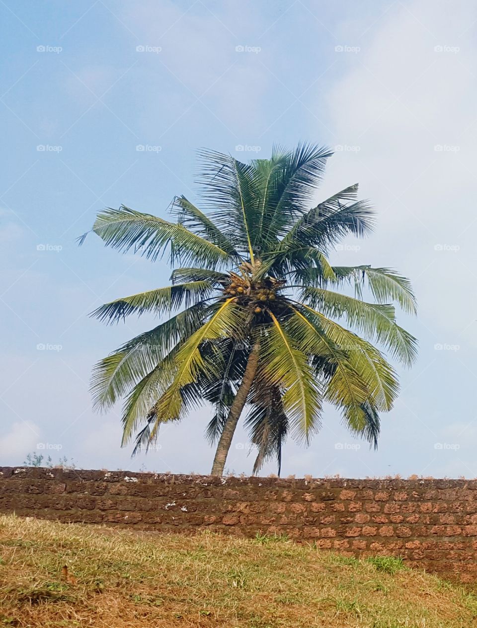 coconut tree