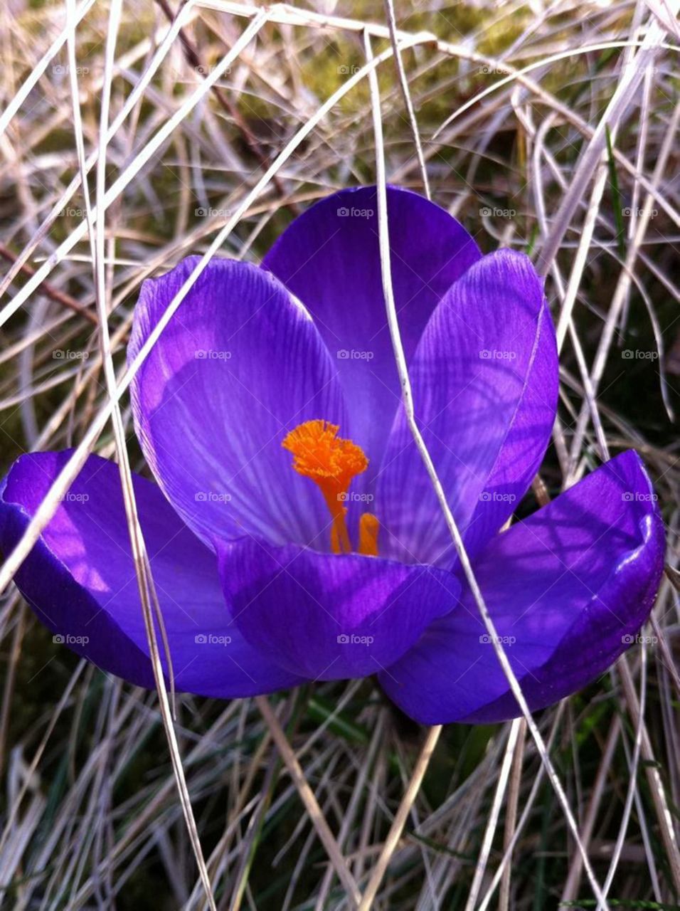 Crocus vernus. Early Spring Crocus