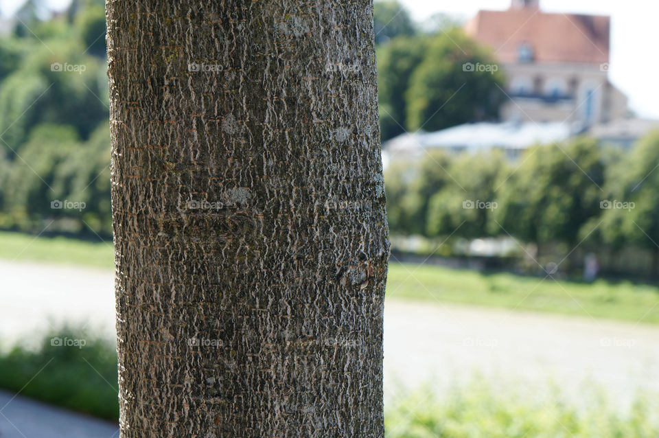 nature wood tree trunk by lexlebeur