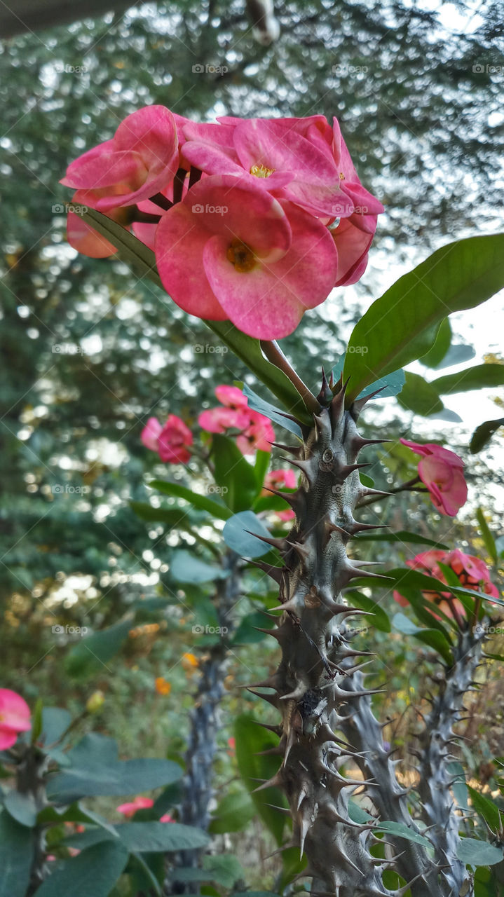 The rose bush thorns were sharp enough to poke through the gardening gloves, even her expensive ones.