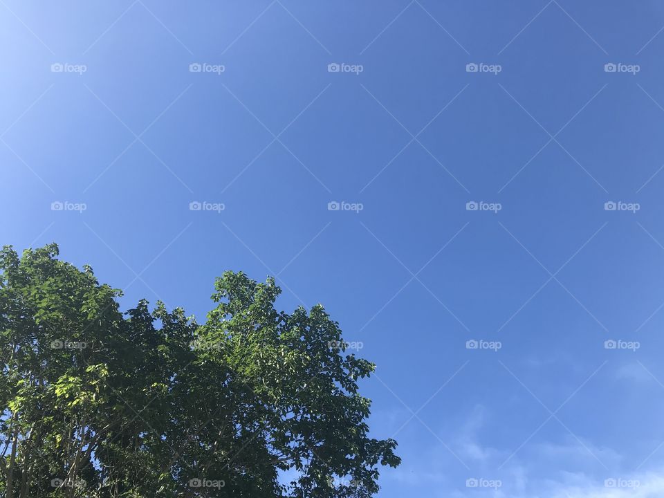 top of big green tree with clear bright blue sky without cloud in natural day light