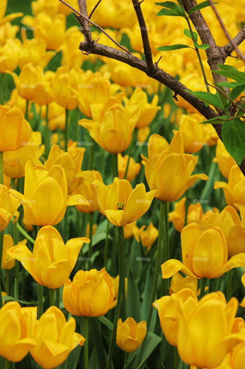 Yellow tulips flower growing in field