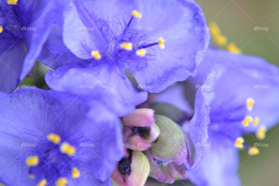 Purple/blue plant, macro shot