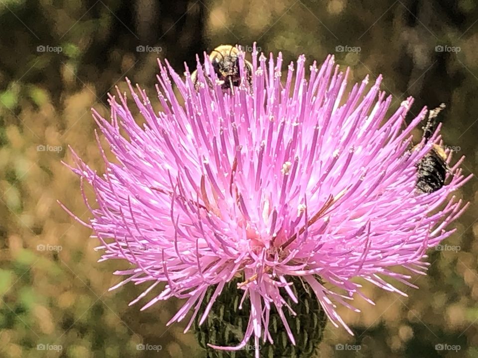 thistle plant with bee