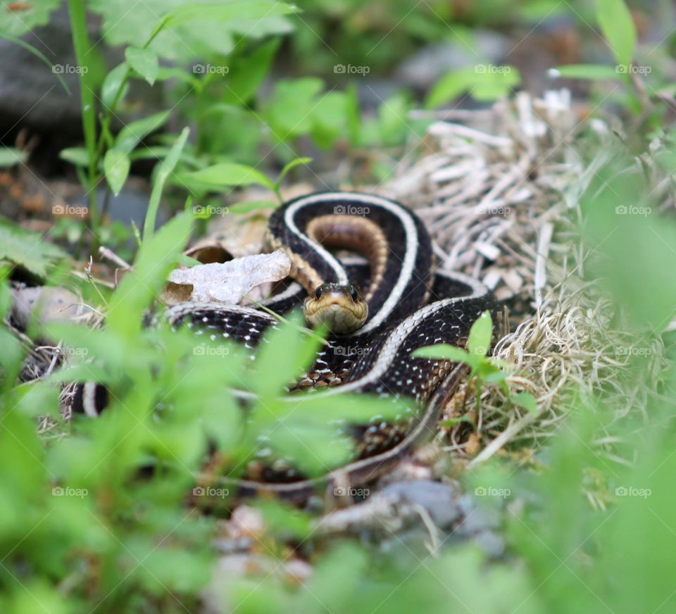 Garter Snake awaiting in the grass