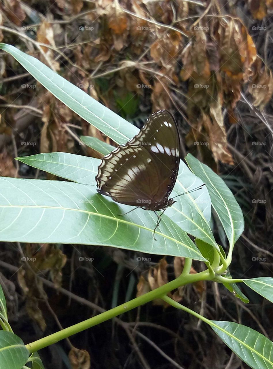 a butterfly on a mango leaf in my garden