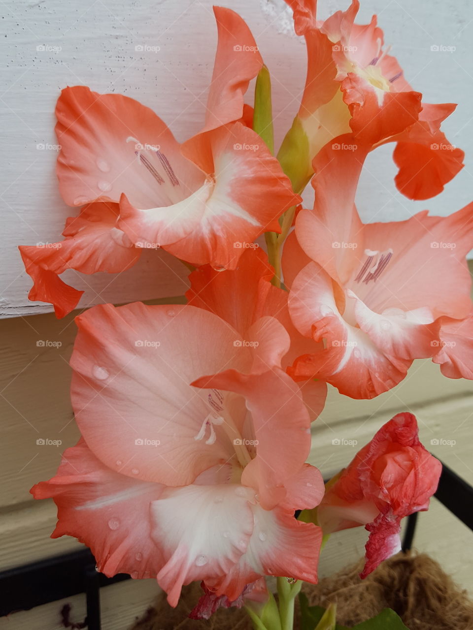 gladiolus