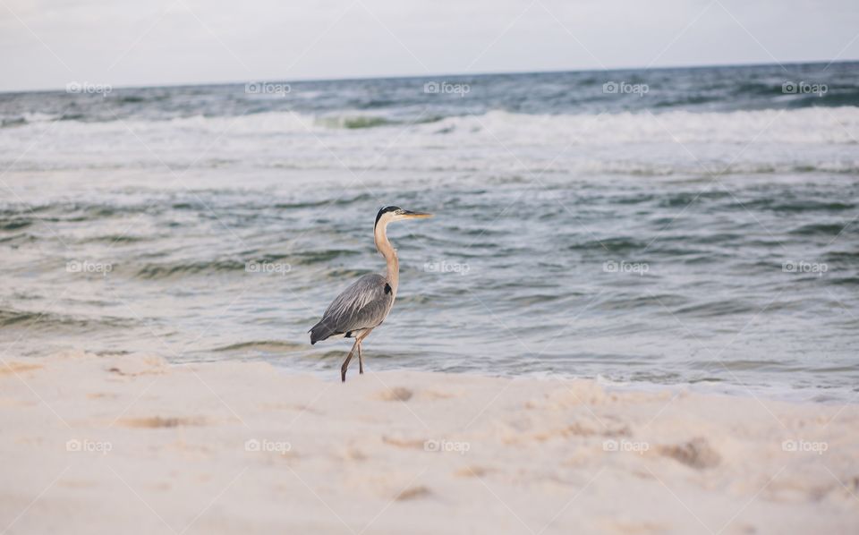 Crane on the beach