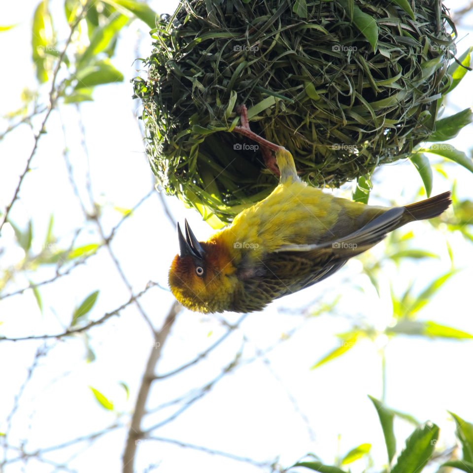 Weaver bird making a nest