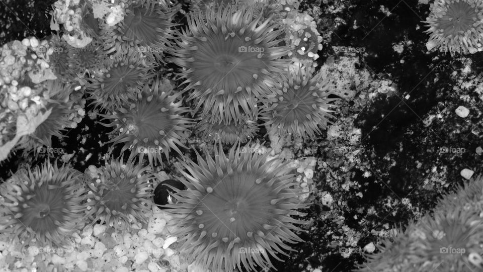 Sea anemones attached to rocks looking like marine ornaments.