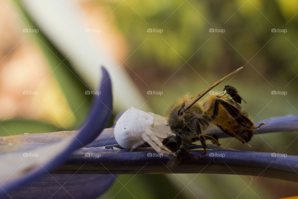 white crab spider caught a bee with jackel fly on the bee