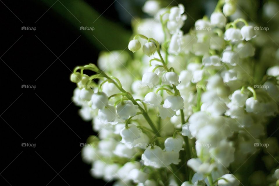 Isolated closeup of lily of the valley blossoms in sunlight