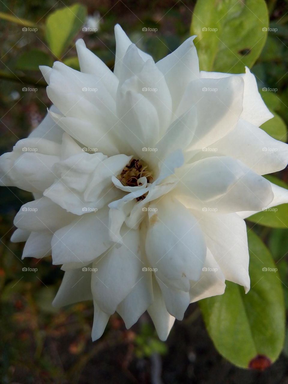 a beautiful flower in a garden