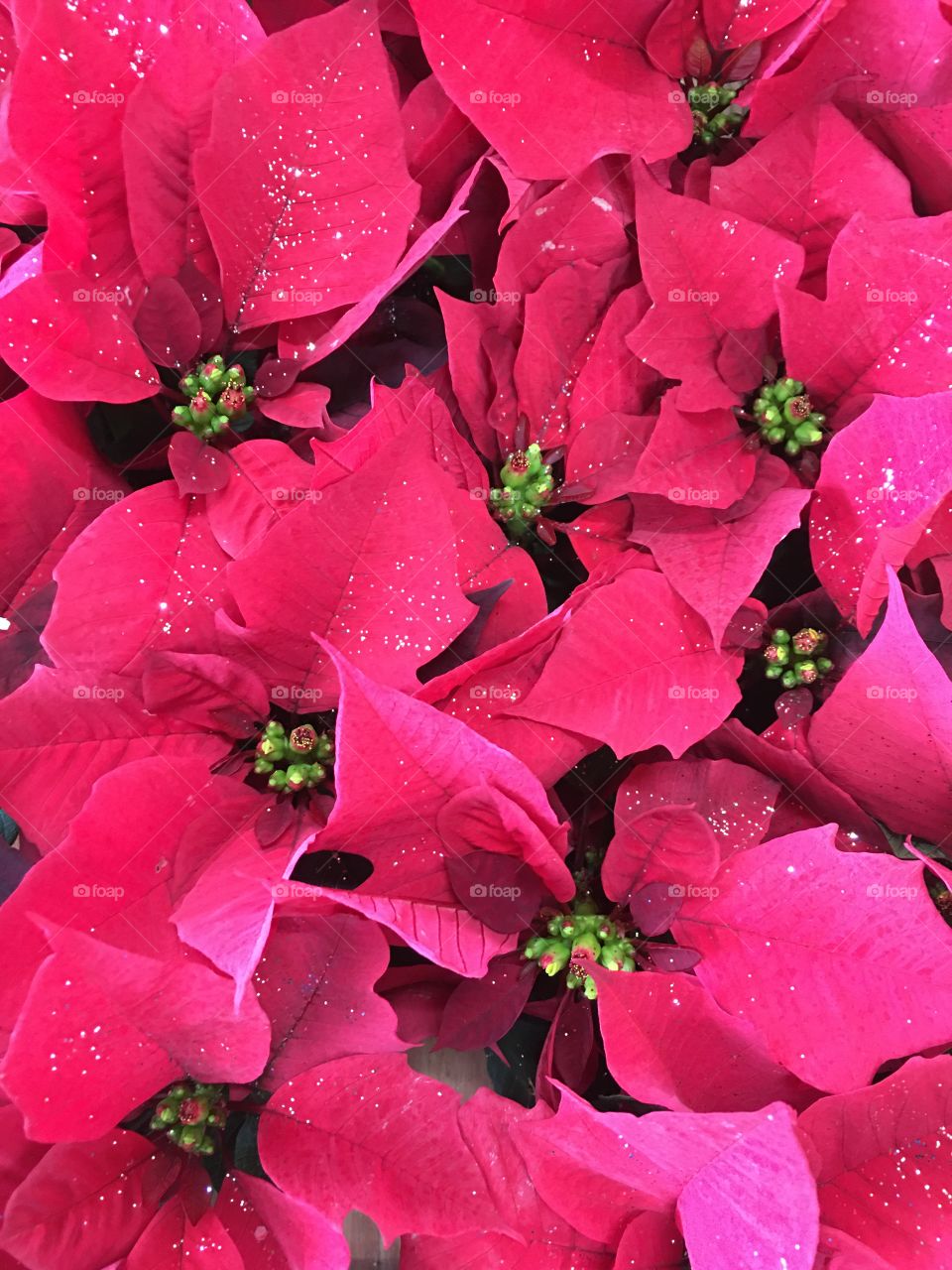Poinsettia, red, leaves, holiday, glitter, plant, green, nature, bouquet, blooming, romantic, bright, no person