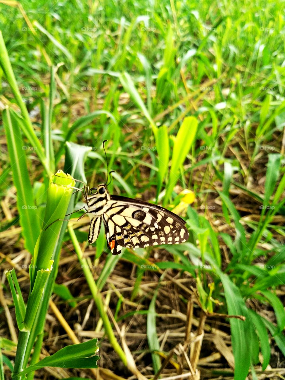 Beautiful Butterfly