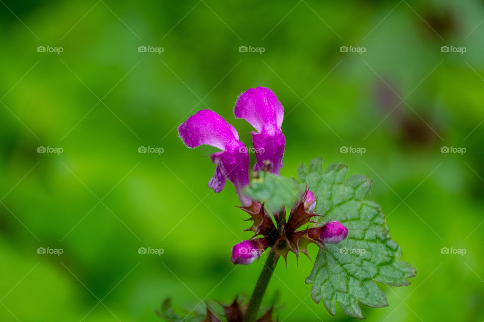 Close up of a pink forest flower