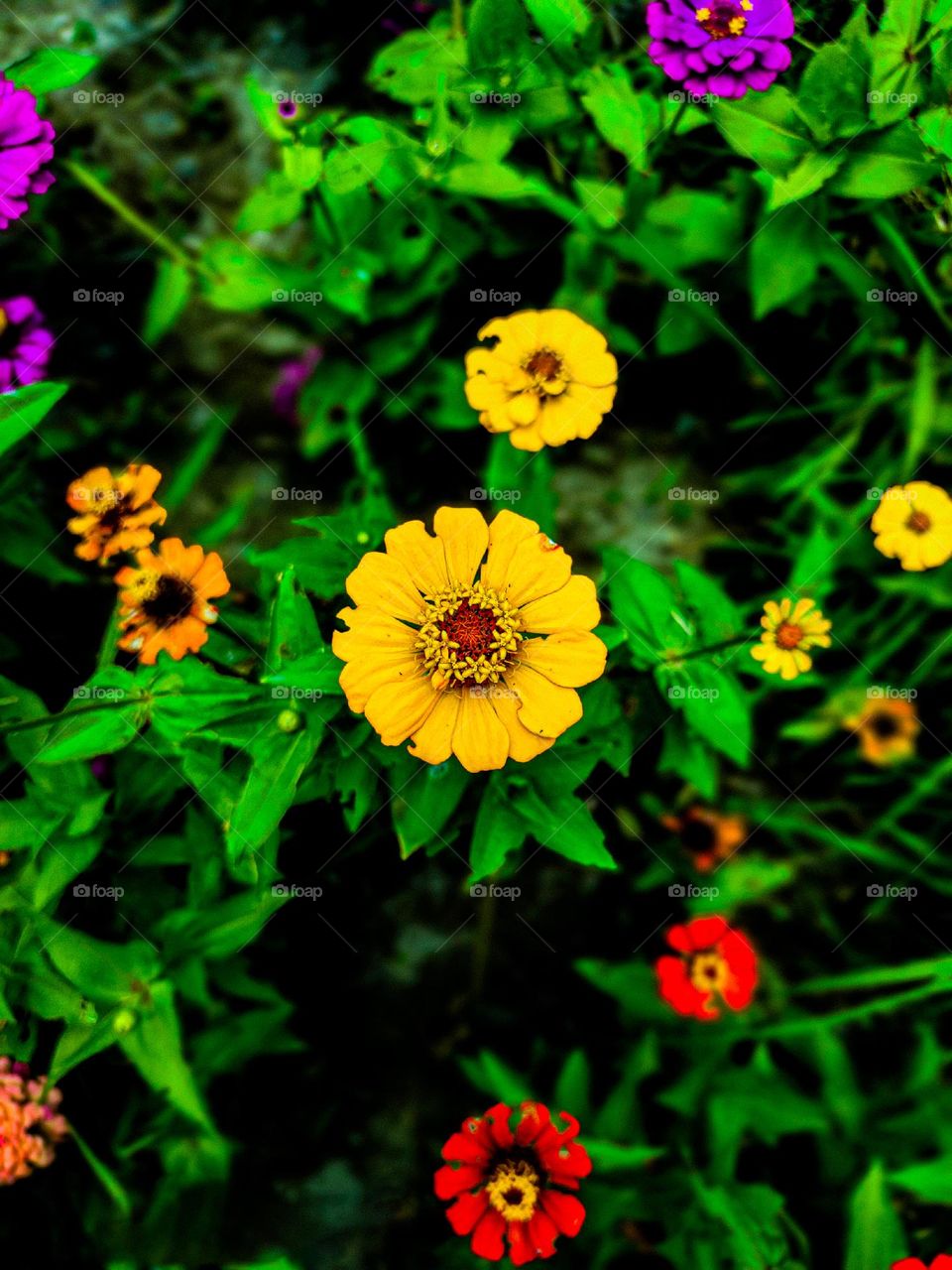 This zinnia flower looks very beautiful. There is a red circle in the middle of the flower. And the yellow leaves look very beautiful.