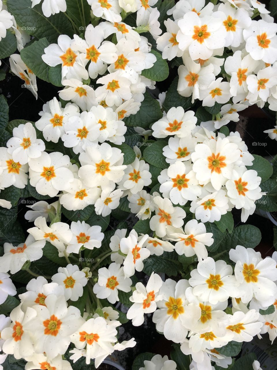 Love this yellow and white primula, it’s plentiful and gives a powerful performance on the eye.