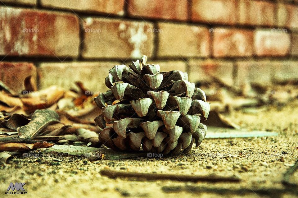 One of the plant elements falling from trees on a rainy day in the morning