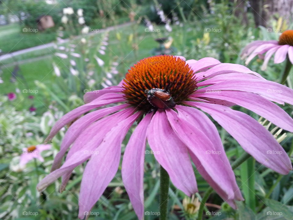 Beetle on Purple Cone Flower. A beetle that was found on a flower while taking a leisurely walk in a flower garden.
