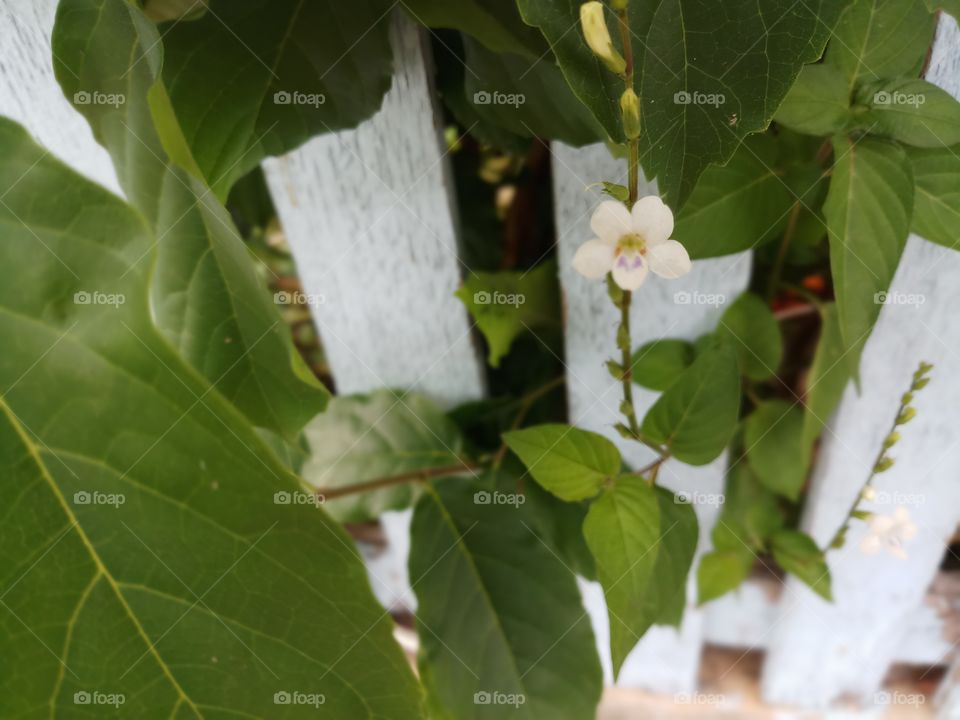 little white flower